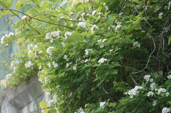 하얀 찔레꽃 무더기