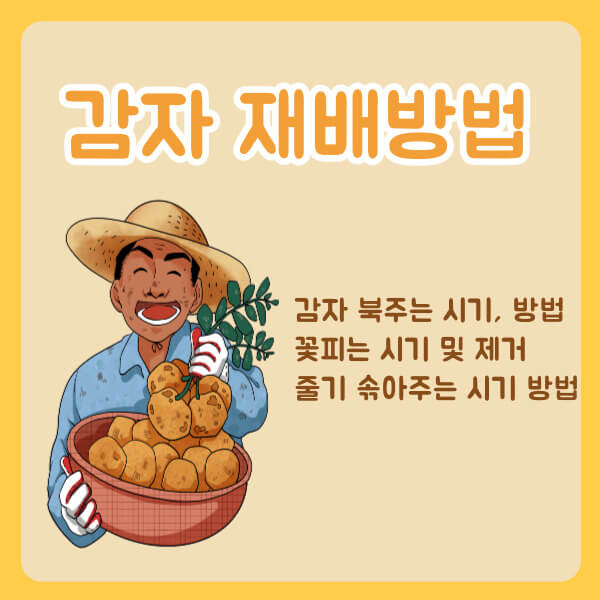 감자 재배 방법
