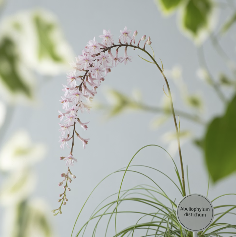 세계가 먼저 알아본 우리 나무