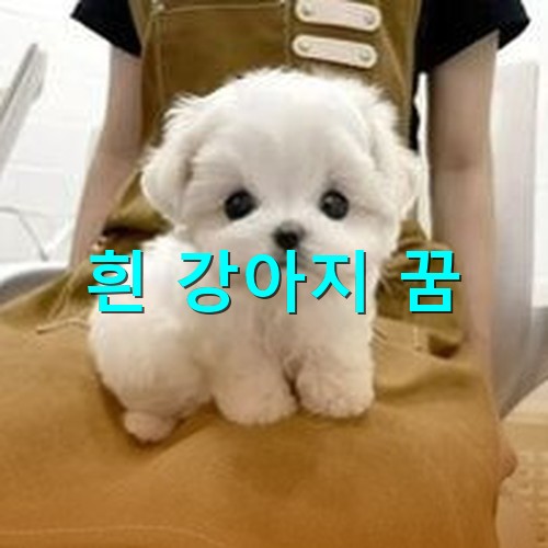 정말-귀엽고-흰-강아지가-갈색-모포에-얌전히-앉아있는-모습