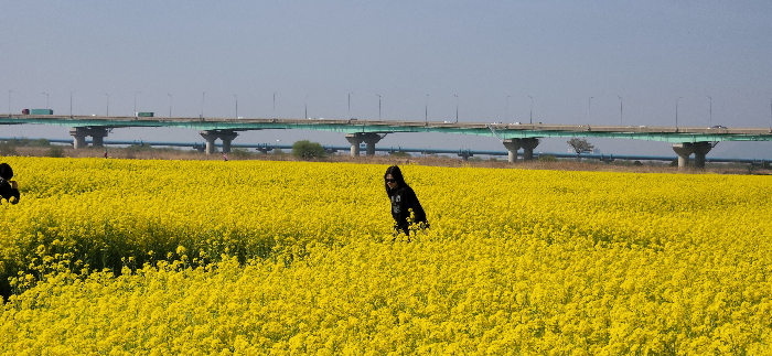 부산 유채꽃 명소 대저생태공원 후기 - 위치와 주차정보