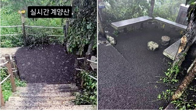 지난 28일 인천 계양구 계양산 정상 등산로를 점령한 러브버그 사체들. 사진 블로그&middot;인스타그램 캡처 [출처:중앙일보]