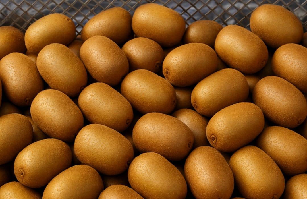 여러 개의 신선한 키위 사진(키위 알레르기 글 본문 삽입 이미지)