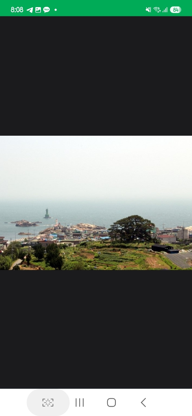 왜성에서 바라본 죽성리 곰솔