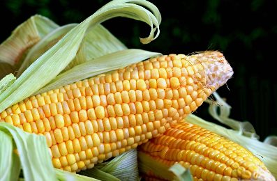 초당옥수수 찌는법