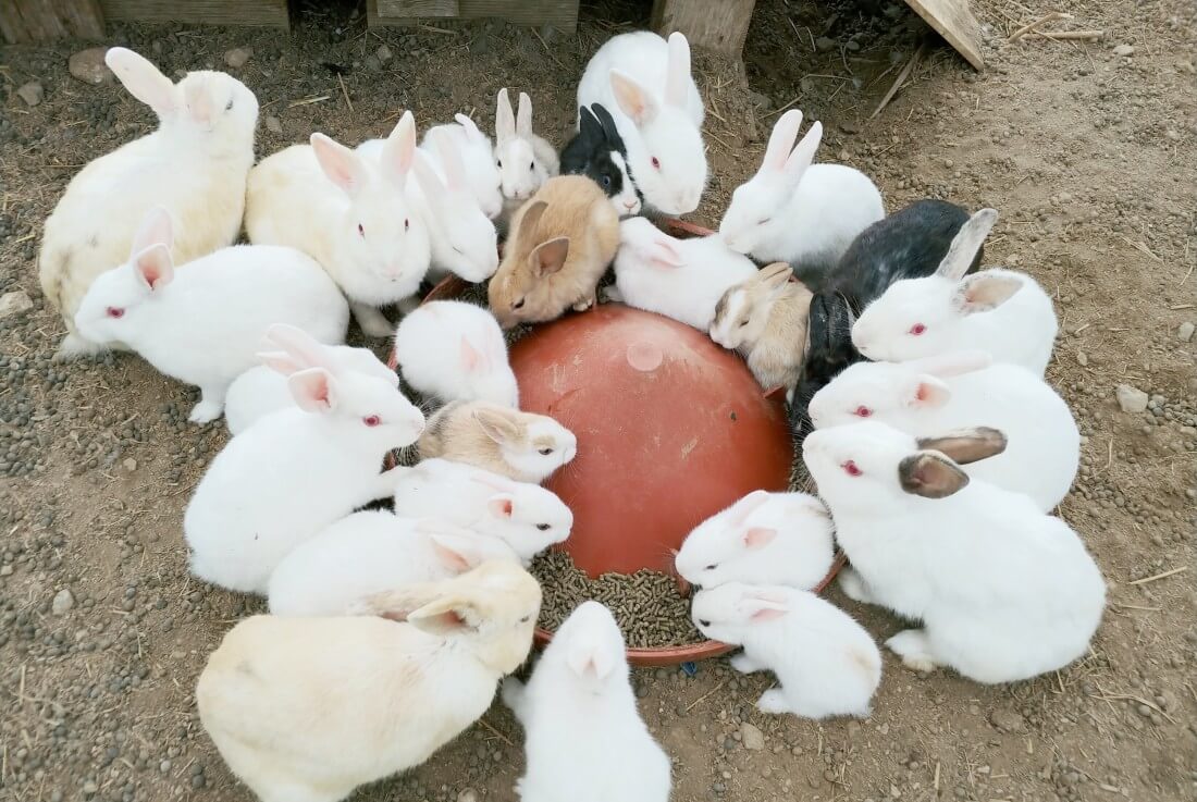 먹거리축제_홍성새조개축제&amp;#44;영덕대게축제&amp;#44;논산딸기축제&amp;#44;율봄식물원딸기시즌
