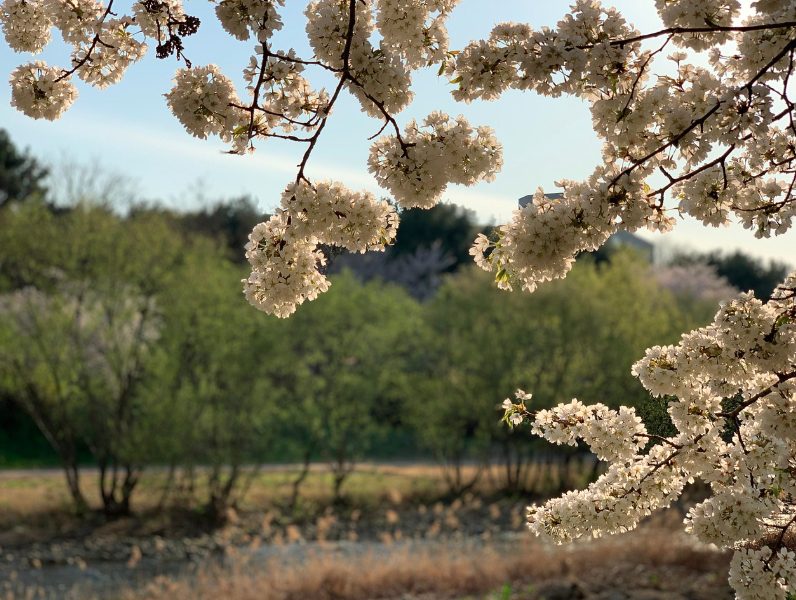 불광천 벚꽃 축제