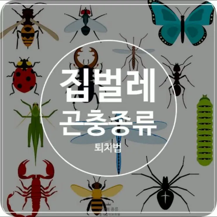 곤충 종류와 특징 생김새 습성 먹이 요약 정리_7