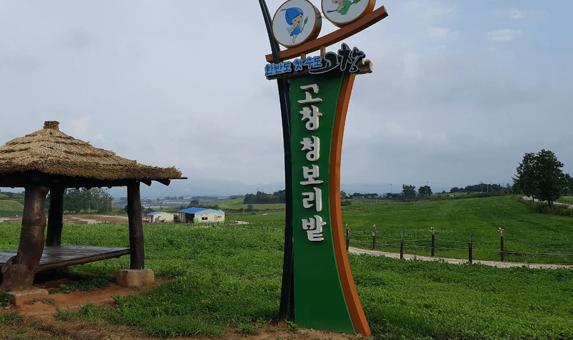 고창 청보리밭 (학원농장) 이미지