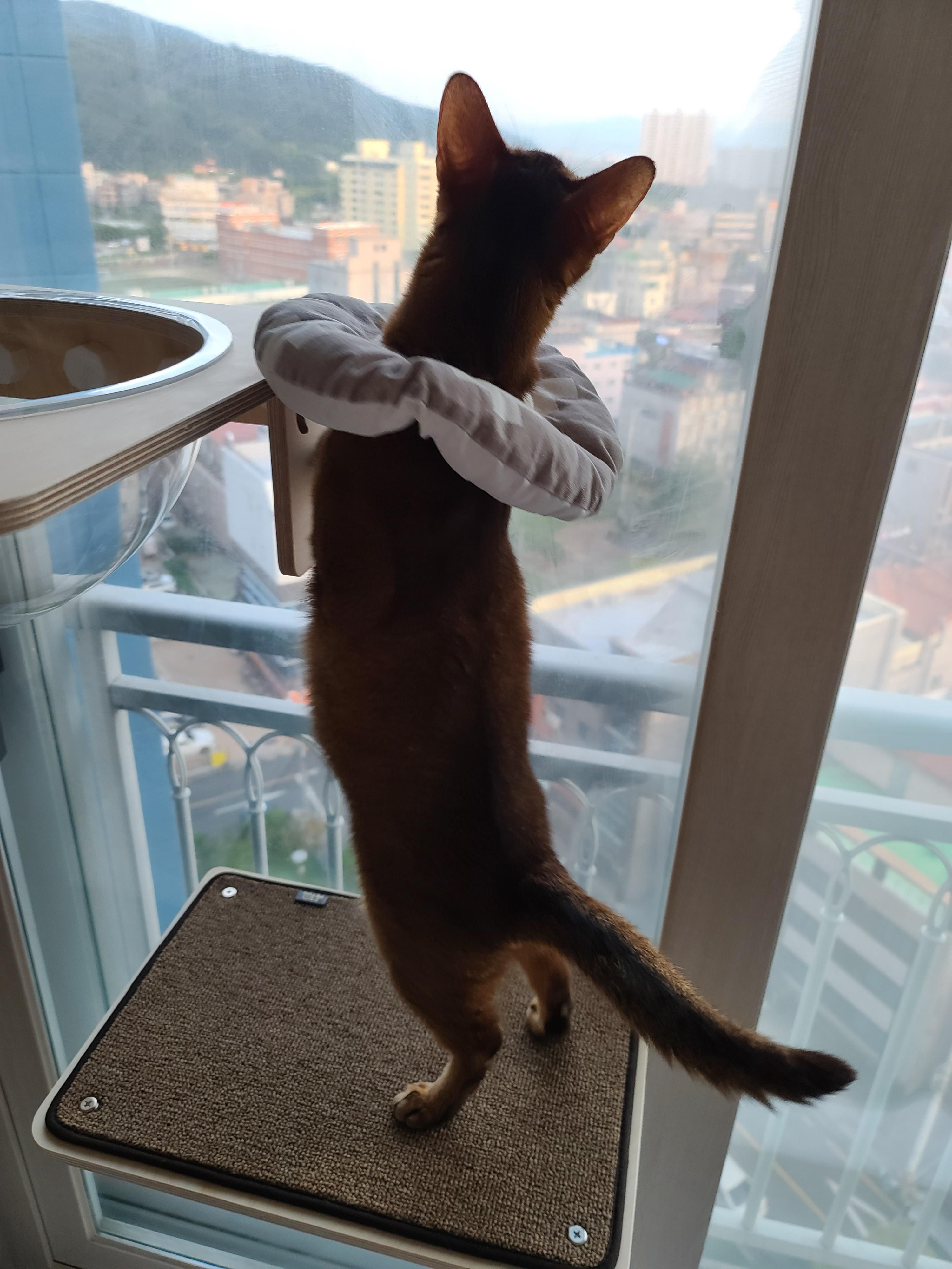 냥냥이들의 캣워크, 캣볼을 달았다. (내돈내산,스압주의)