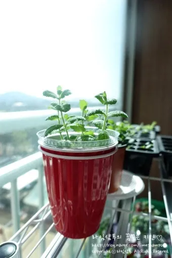 민트 재배 수경 재배 물 갈이 뿌리 번식_13