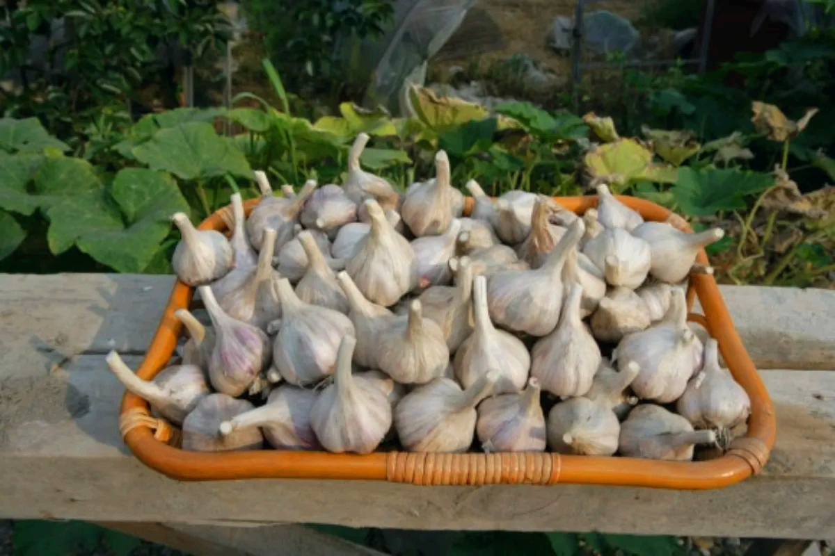 의성 육쪽 마늘 사진