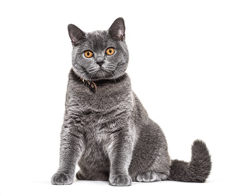 브리티시 쇼트헤어(British Shorthair)