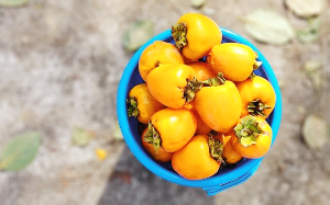 단감 효능, 부작용, 보관법 총정리