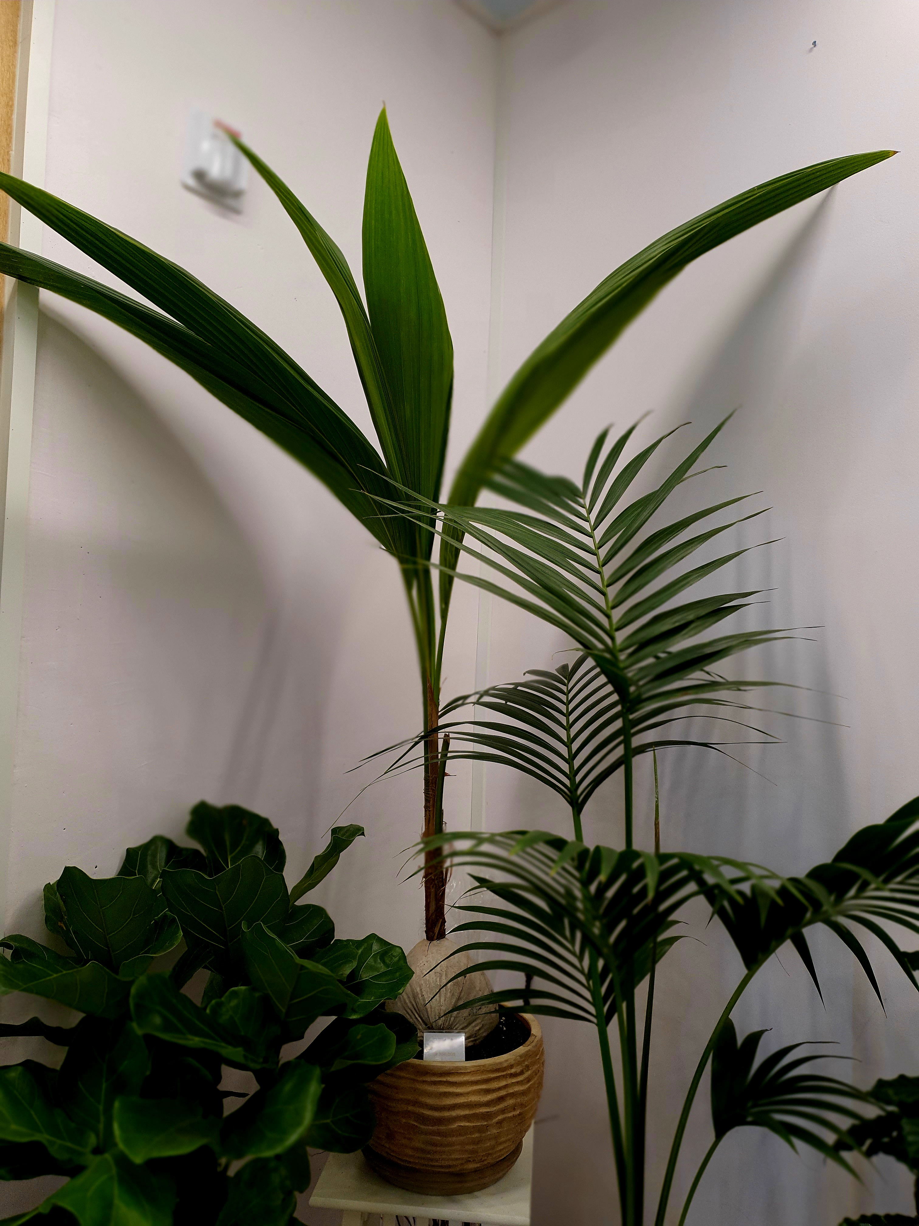 coconut palm tree 코코넛 야자수