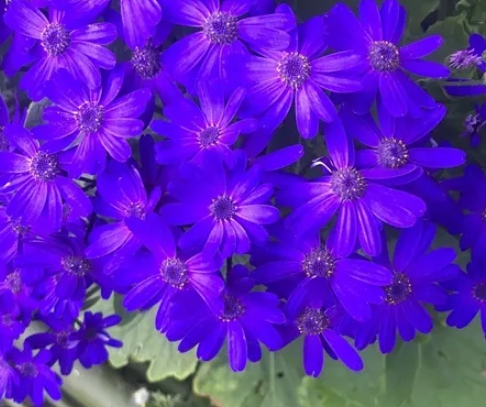 봄꽃 시네라리아