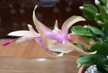 겨울 꽃 게발선인장