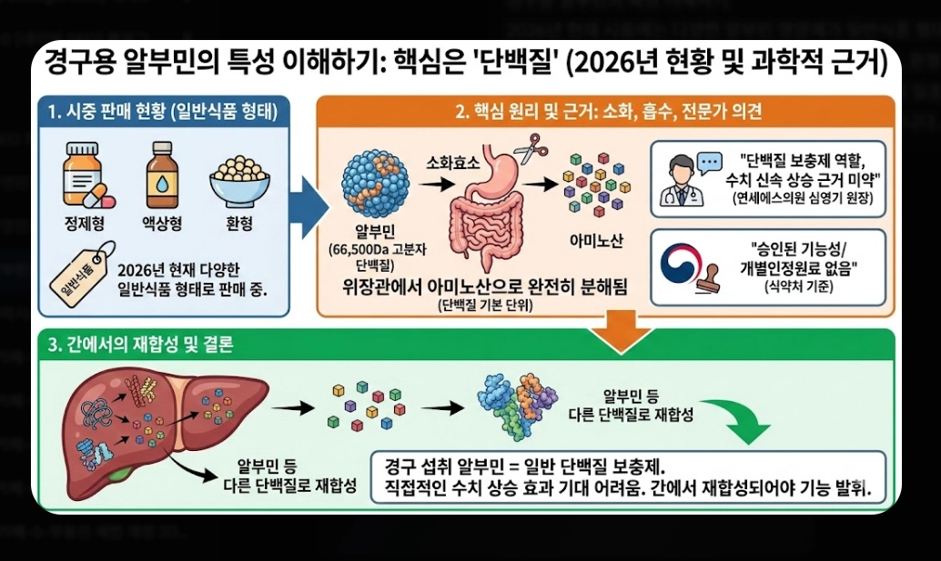 알부민 효능 완벽 분석 [2026 최신] 부족 증상 수치 및 올바른 제품 선택 가이드