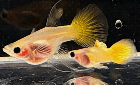 직장인 구피 먹이 주는 방법