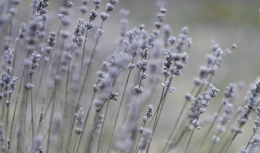 냄새로 돈 버는 직업? &ndash; 프로 냄새 감별사의 하루