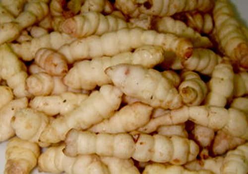 초석잠 고르는 법