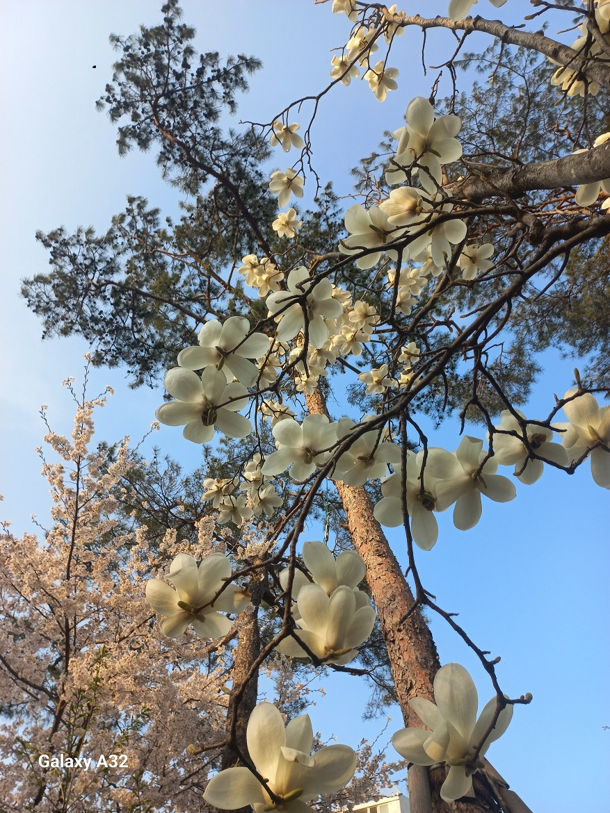 집앞에 핀 목련