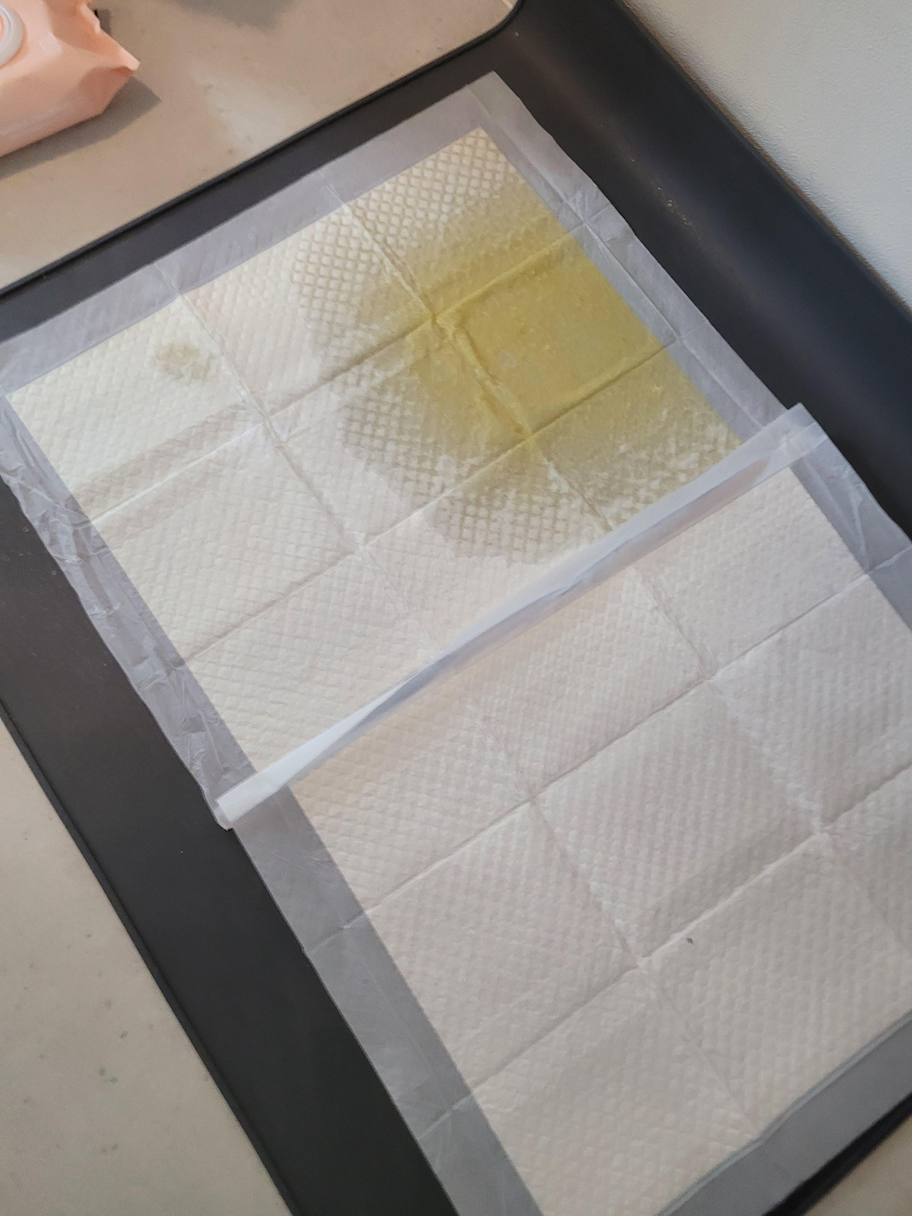 논슬립 배변패드에 소변을 한 사진