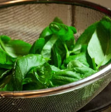 바질 효능 부작용 고르는법 요리 먹는 방법 허브