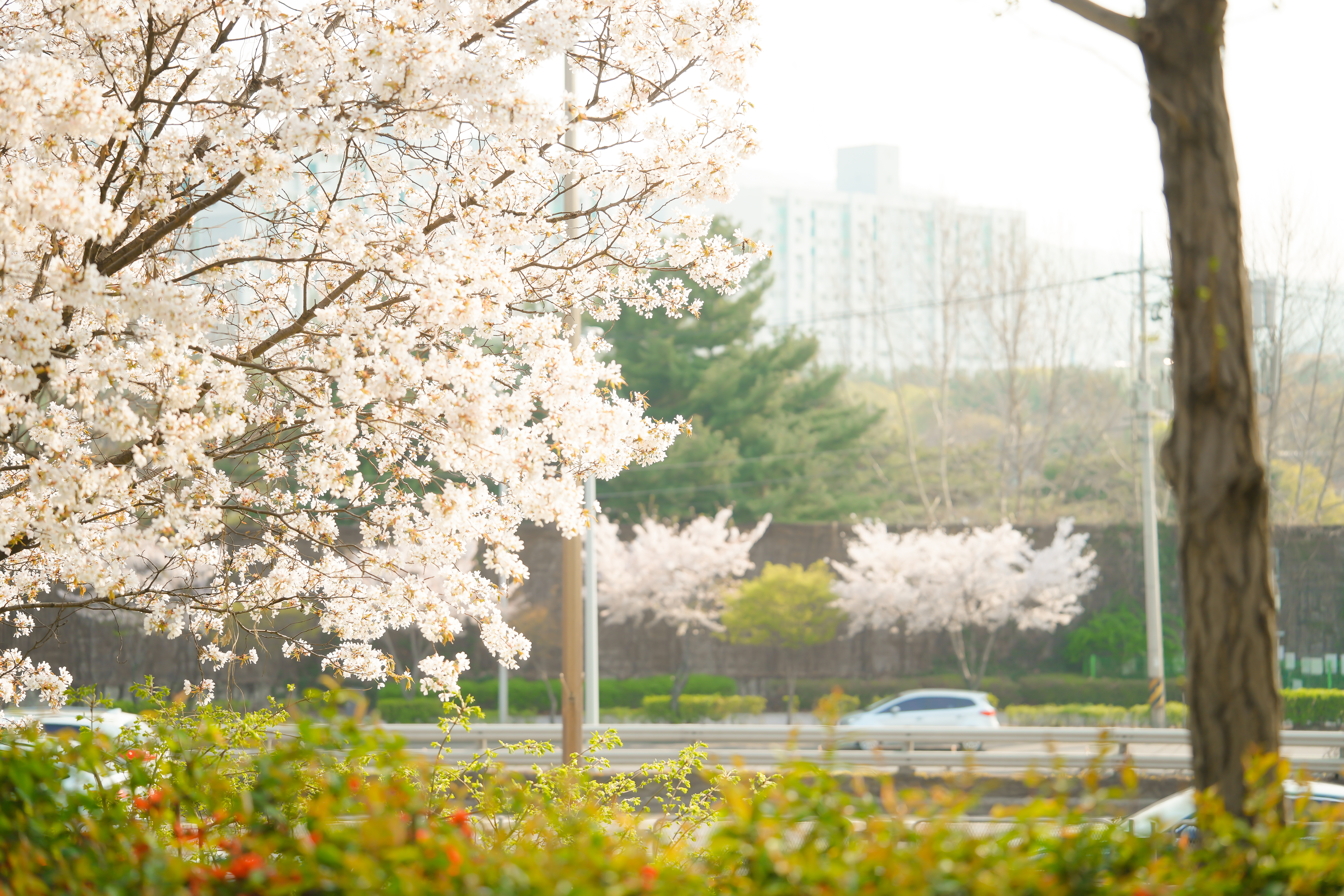 서울 벚꽃 숨은 명소