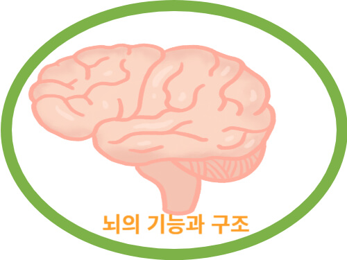 뇌의-기능과-구조