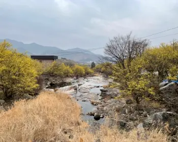 구례 산수유축제_6