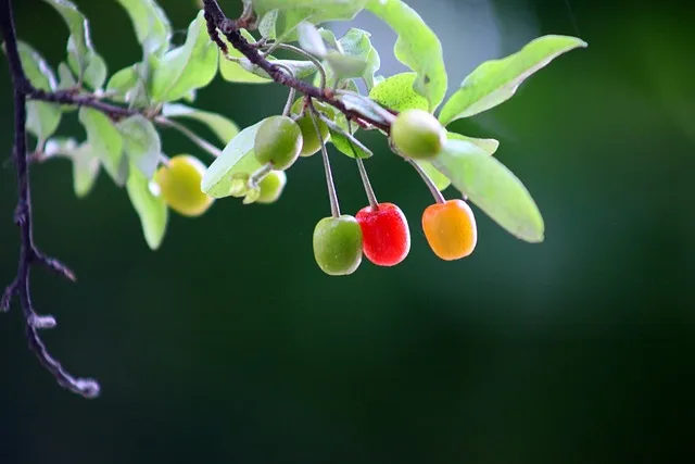 보리수 열매 부작용 증상 효능 관련 정보 총정리_4