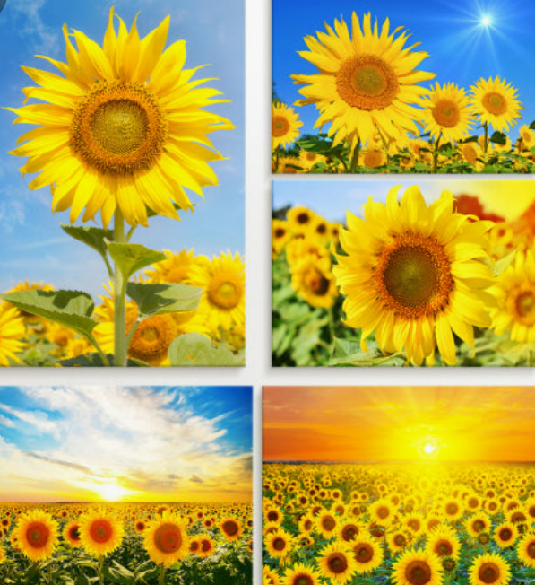 거실 풍수 인테리어｜재물복을 부르는 인기 액자 5가지