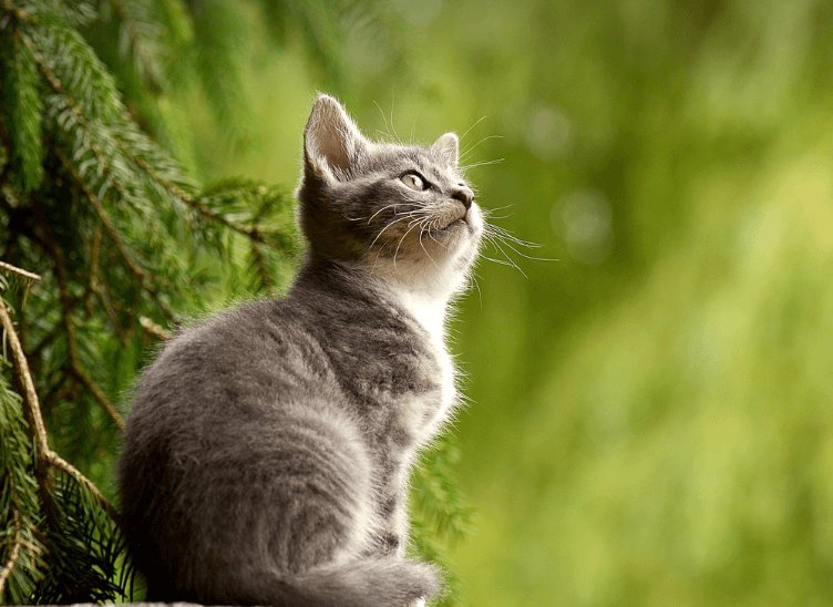 고양이 나오는 꿈 해몽 풀이