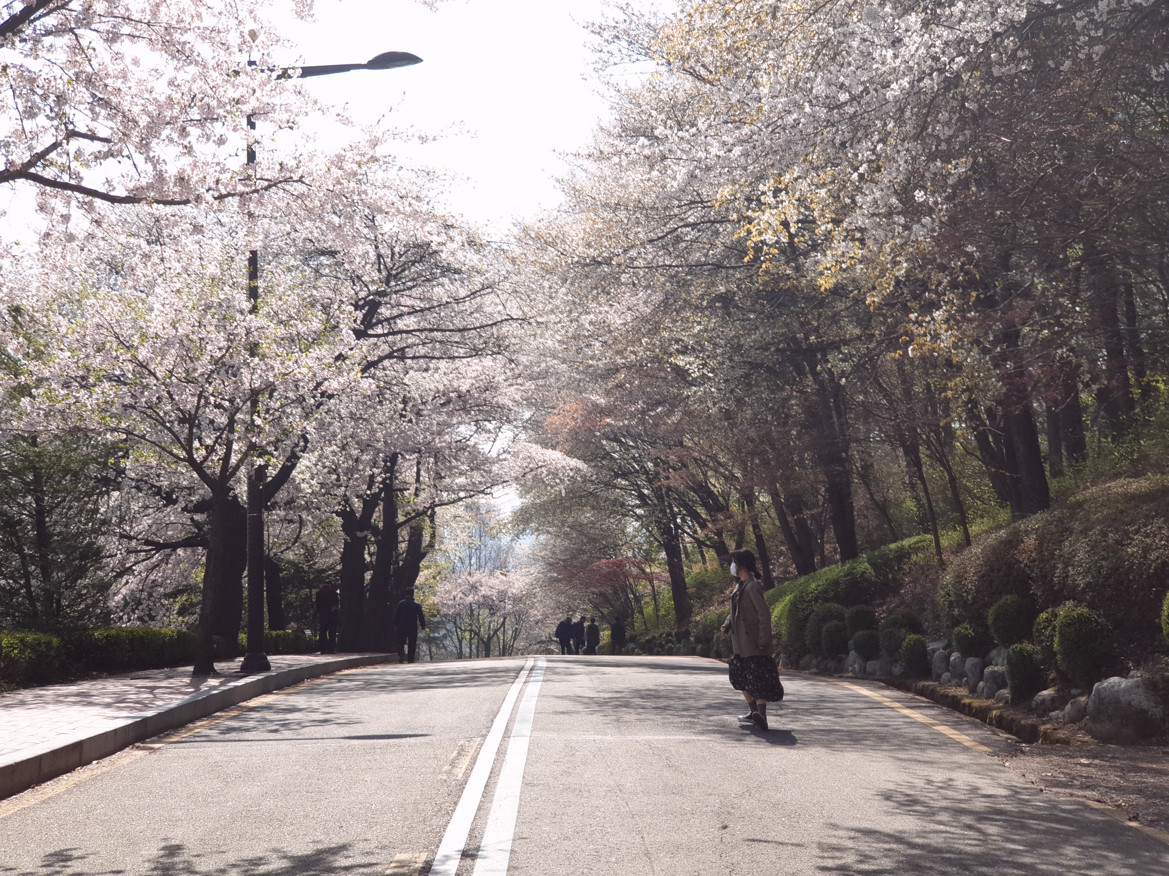 화성행궁 벚꽃명소