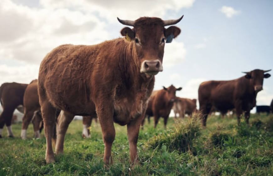 누군가소젖짜는꿈