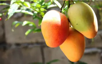 애플 망고 가격 및 효능, 영양성분