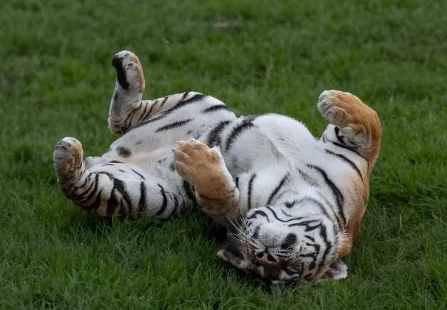 23년 호랑이띠 운세