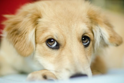 윗눈을 쓰는 개.