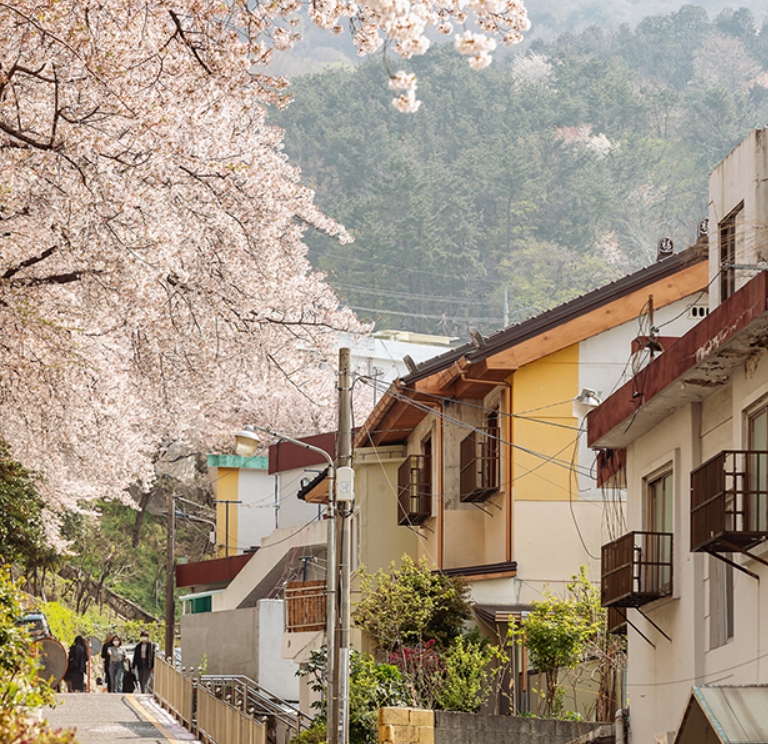 개금 벚꽃 문화길