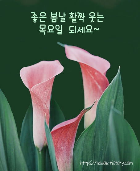 꽃사진