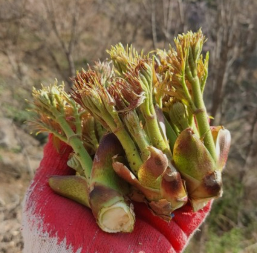 3월에 먹으면 좋은 제철 음식의 종류 Top 10 (봄철 음식) 두릅 냉이 쭈꾸미 취나물 씀바귀 바지락 달래 소라 부추 쑥