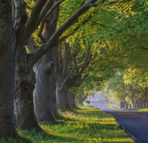 식목일 공휴일 폐지 부활 변천사 그 이유