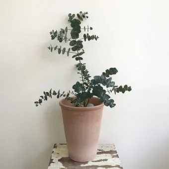 유칼립투스 물주기 향기유지 가지치기 환기관리 실내에서 키우는 요령_8