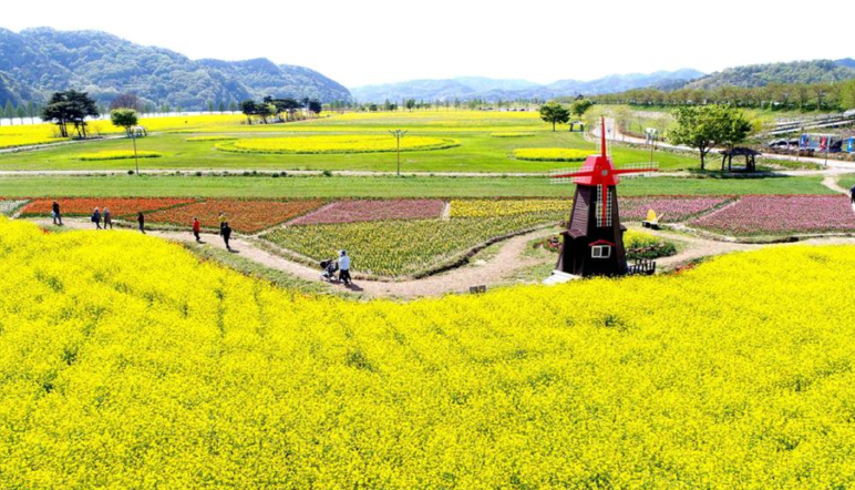 유채꽃축제