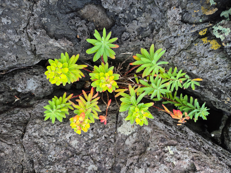 제주 바다 안개 수묵화 풍경