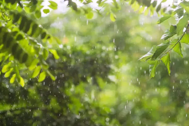 2025년 장마 기간 지역별 예상 강수량 중부는 최대 550mm