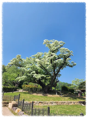 김해천곡리 이팝나무