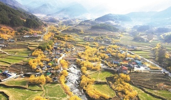 구례 산수유