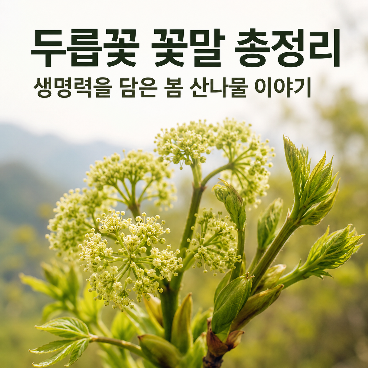 두릅꽃 꽃말